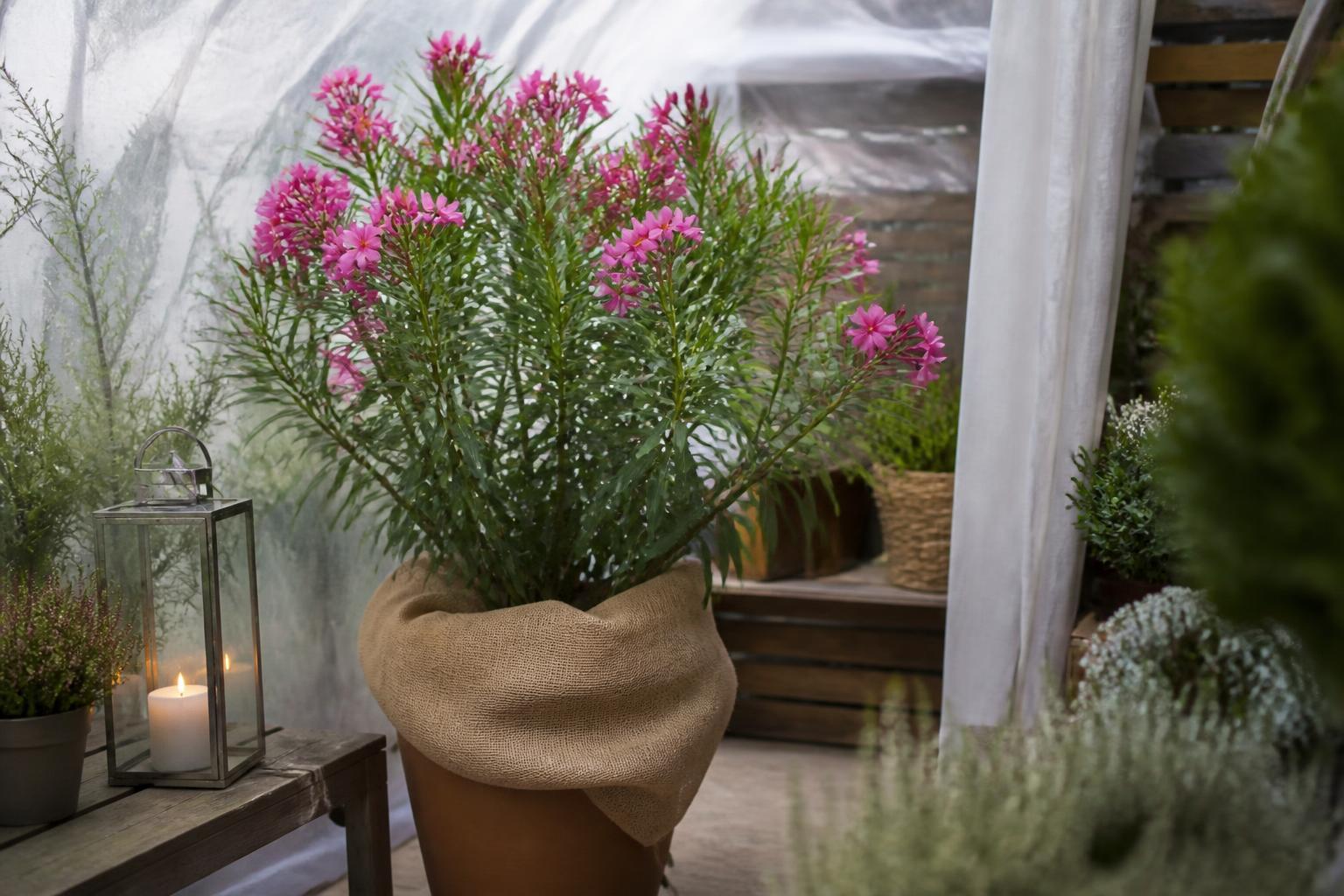 Oleander überwintern: So kommt er gut durch den Winter